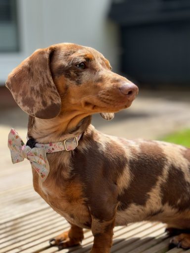 Brown dappled dachshund wearing a floral bow tie, looking to the side.