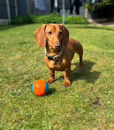 Brown dachshund standing on green grass next to an orange and blue ball.