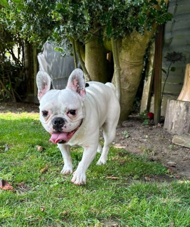 A playful white French Bulldog walking on grass with a joyful expression.