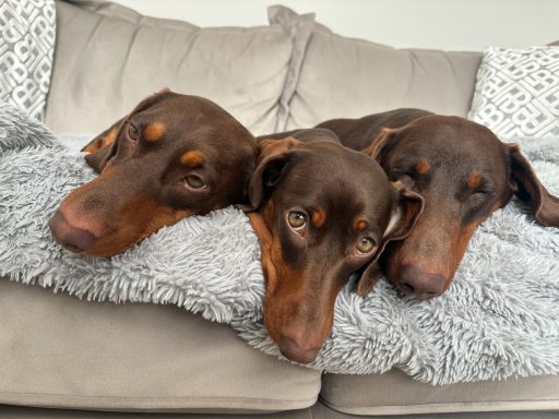 Three brown Doberman dogs resting closely together on a grey couch.