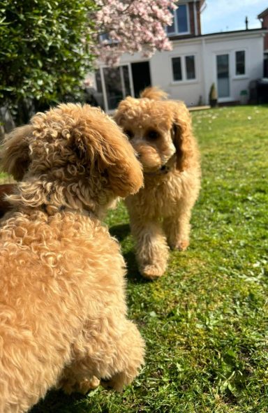Two fluffy, golden puppies play in a sunny garden with green grass and blooming trees.