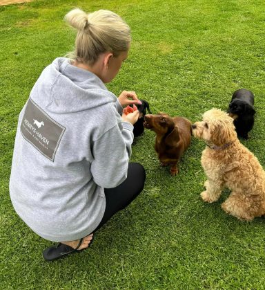 Person in grey hoodie feeding small dogs on grass.