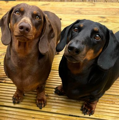 Two dachshunds, one brown and one black, standing together on wooden decking.
