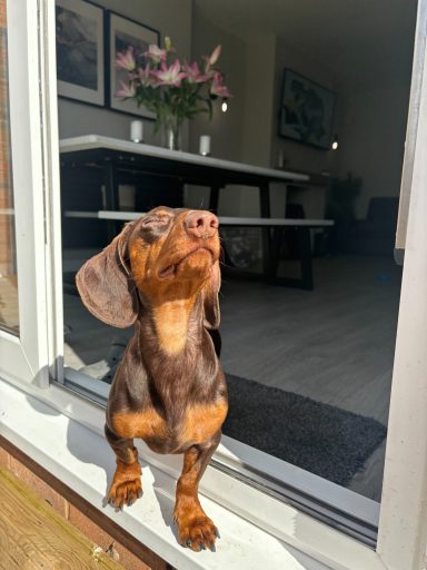 A brown dachshund peeking out from a window, enjoying the sunlight.