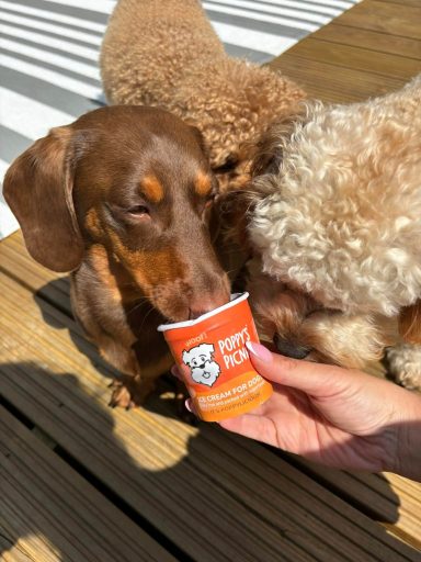Two dogs near a person's hand holding a small cup of pet-friendly ice cream.