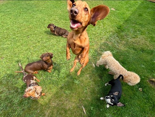 A joyful dog leaps in the air while three other dogs relax on the grass.