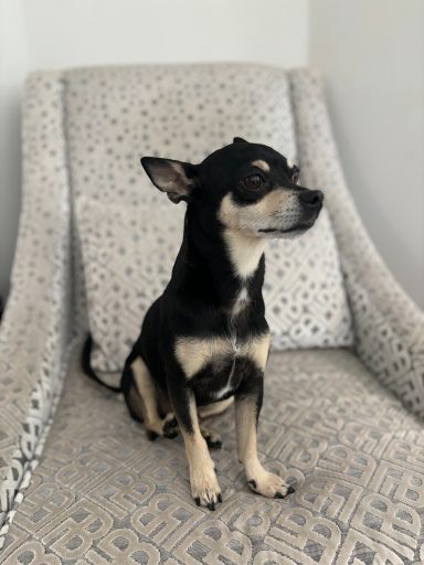 A small black and tan dog sitting on a patterned chair, looking to the side.
