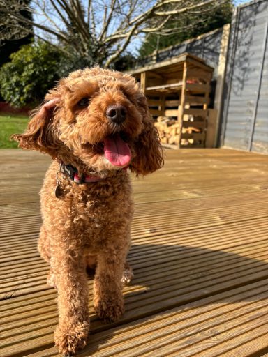 A smiling brown poodle standing on a wooden deck in a sunny garden.