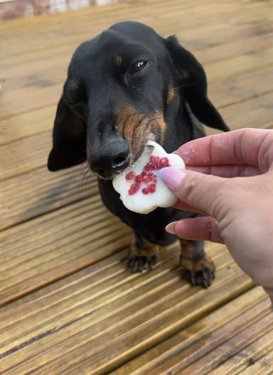 A dachshund enjoys a treat being offered by a hand on a wooden surface.