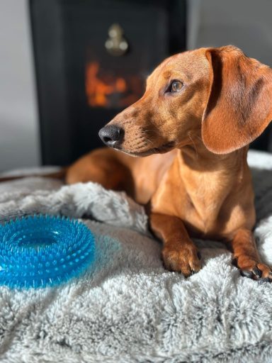 A brown dachshund lying on a soft blanket next to a blue textured toy.
