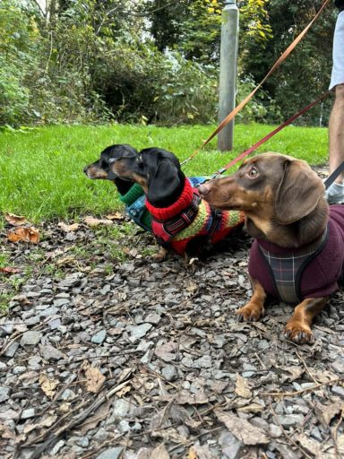 Two dachshunds wearing colourful jumpers sit on gravel in a park.