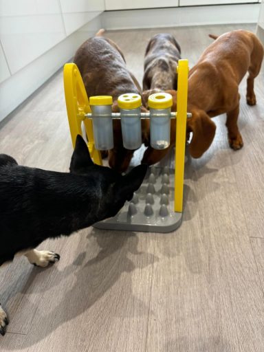 Three dogs interacting with a yellow feeding station on a wooden floor.