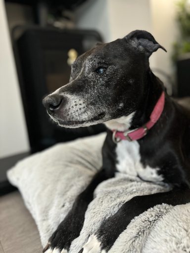 A black and white dog with a pink collar rests on a grey blanket indoors.