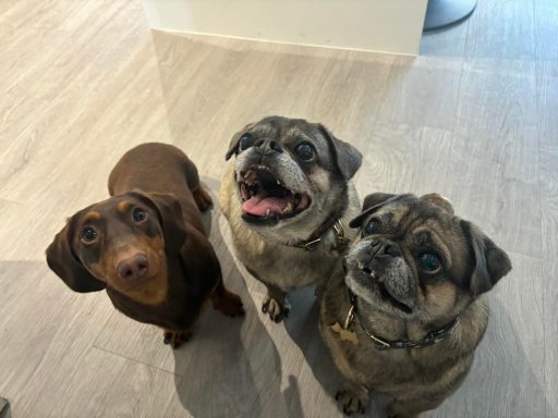 Three dogs, two pugs and a brown dog, looking up with happy expressions.