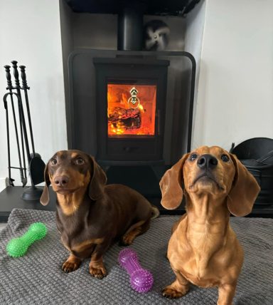 Two dachshunds sitting in front of a fireplace, surrounded by colourful toys.