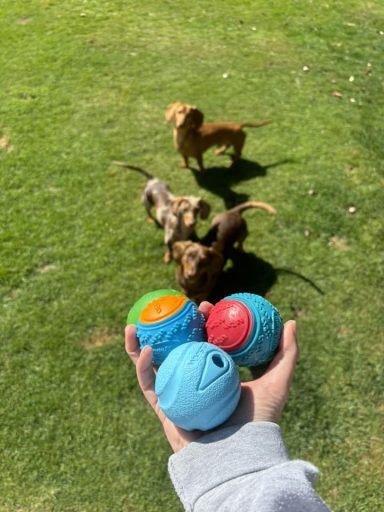 A hand holding two colourful balls, with three dogs playing in the grass.