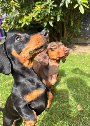 Two dachshunds standing outdoors, one black and tan, the other chocolate brown.