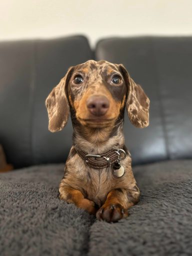 A small, brown and tan Dachshund with large eyes sits on a soft couch.
