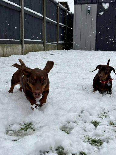 Two dachshunds play joyfully in a snowy yard.