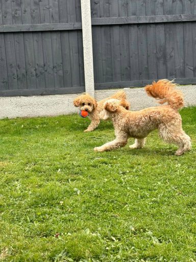 Two playful dogs running in a grassy garden, one chasing a ball.