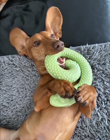 A dachshund playfully chewing on a green rubber toy while lying on a soft surface.