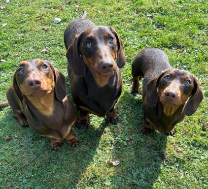 Three dachshunds with shiny coats sitting on green grass, looking up attentively.